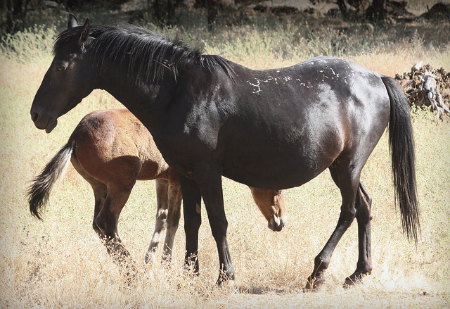 Mustang Mare & Foal Sanctuary 